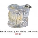 Study Model ( Clear Primary Teeth Model ) HST-C09