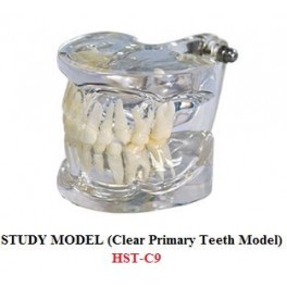 https://www.dentalmart.in/1385-thickbox_default/study-model-clear-primary-teeth-model-.jpg