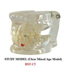 https://www.dentalmart.in/1386-thickbox_default/study-model-clear-mixed-age-model-.jpg