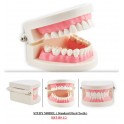 Study Model ( Standard Fixed Teeth ) HST-B91/2